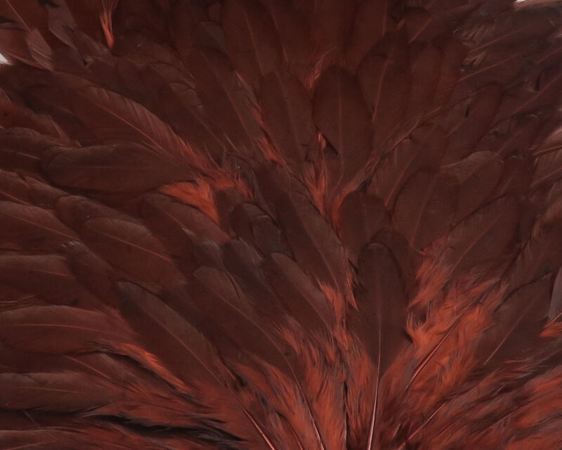 Fly tying material: Hareline Hen Saddle feathers offering natural movement in water.