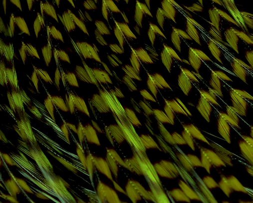 Keough Half Grizzly Saddles Grade #1 Olive