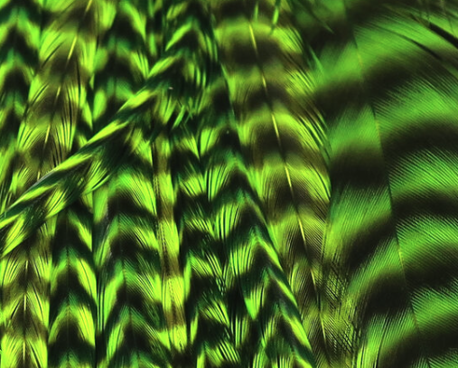 Premium chartreuse half saddle, ideal for bright and effective pike and musky fly designs