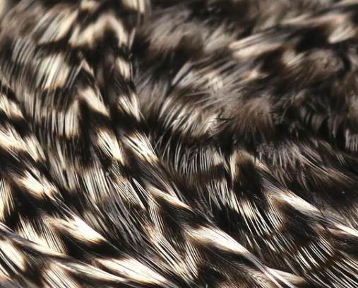 Natural-colored half saddle, ideal for crafting realistic streamers for pike fly fishing