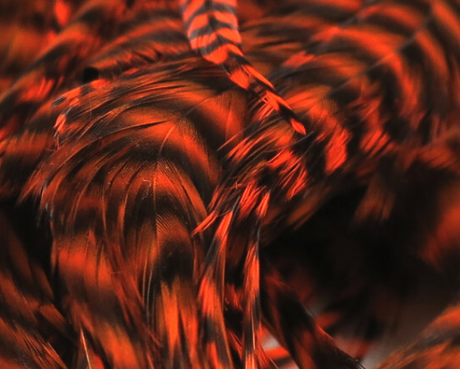 Vibrant orange half saddle, adding a pop of color to your pike and musky fly patterns