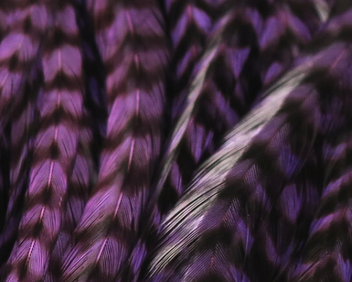 Rich purple half saddle for creating distinctive and effective musky fly fishing flies