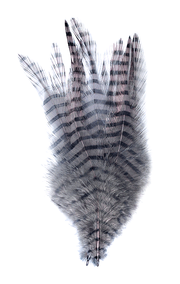 MFC Barred Saddle Hackle Fly Tying Feathers  Gray
