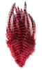 MFC Barred Saddle Hackle Fly Tying Feathers  Red