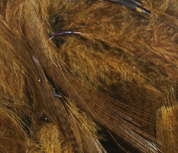 Hareline Mallard Flank Brown