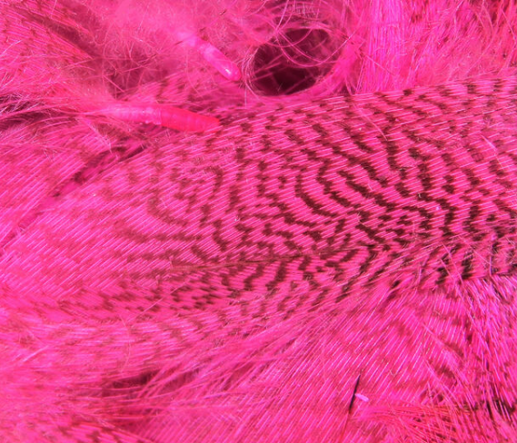Hareline Mallard Flank Hot Pink