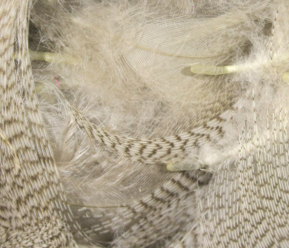 Hareline Mallard Flank Natural