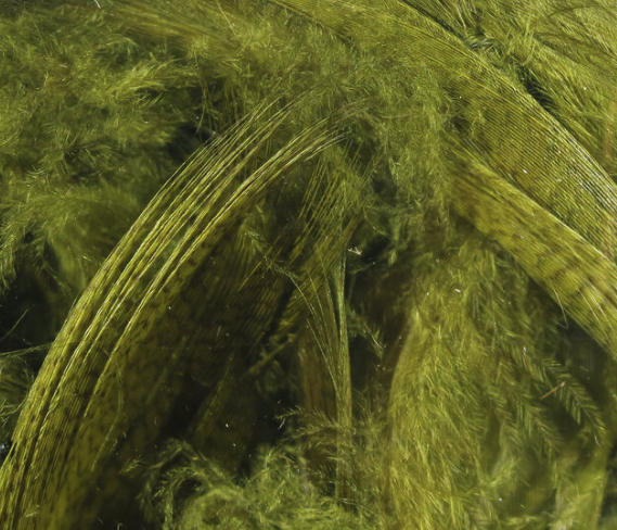 Hareline Mallard Flank Olive