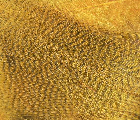 Hareline Mallard Flank Woodduck Gold