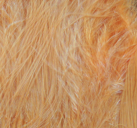 Fly tying marabou quills for nymph and leech patterns