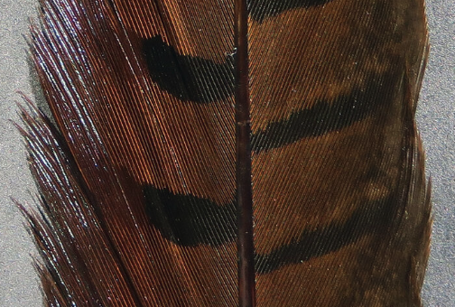 Hareline Pheasant Tail Feathers Brown