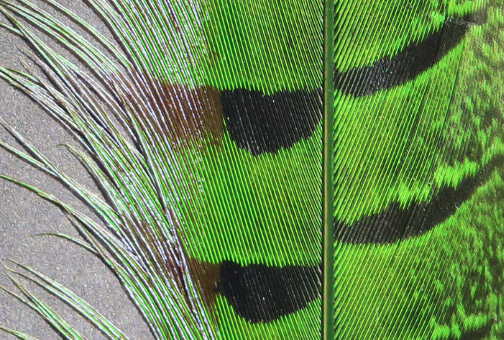 Hareline Pheasant Tail Feathers Green