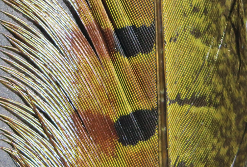 Hareline Pheasant Tail Feathers Olive