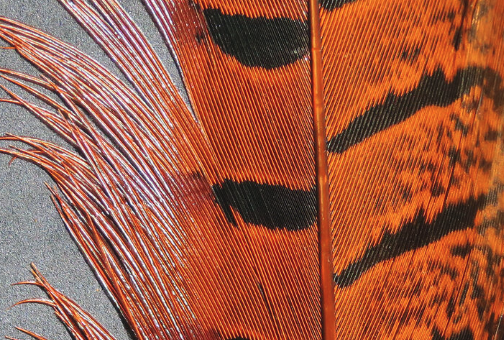 Hareline Pheasant Tail Feathers