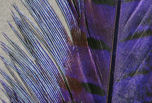 Hareline Pheasant Tail Feathers Purple