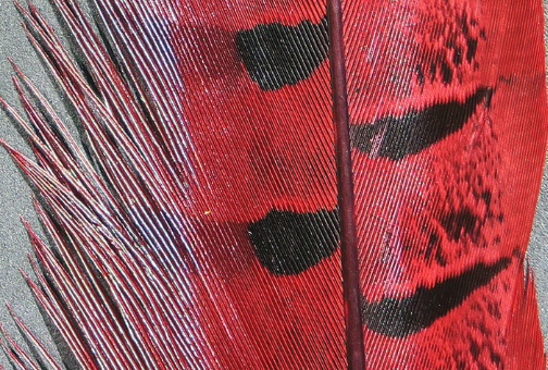 Hareline Pheasant Tail Feathers Red