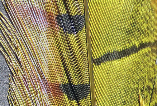 Hareline Pheasant Tail Feathers Yellow