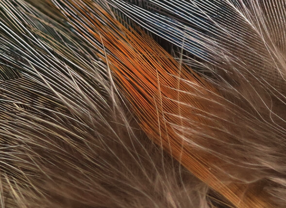 Hareline Strung Ringneck Rump Feathers Natural