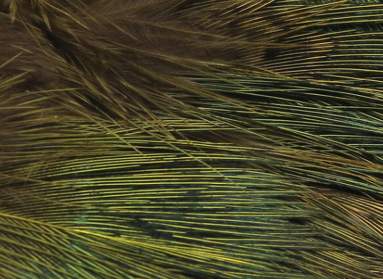 Hareline Strung Ringneck Rump Feathers Olive