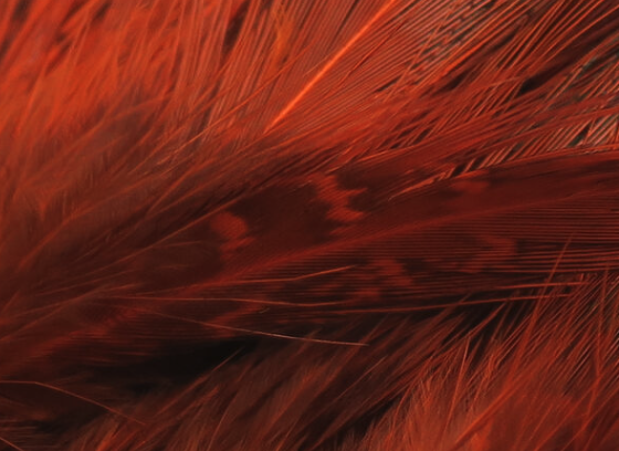 Hareline Strung Ringneck Rump Feathers Orange