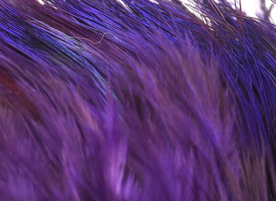 Hareline Strung Ringneck Rump Feathers Purple