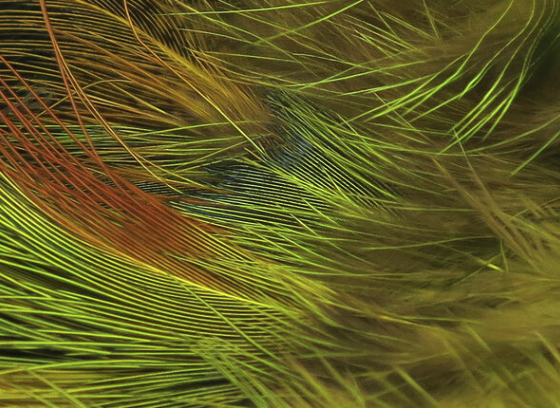 Hareline Strung Ringneck Rump Feathers Yellow