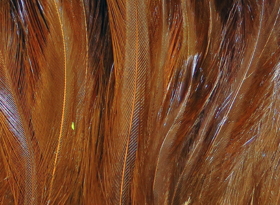 Hareline Saltwater Neck Hackle Fiery Brown
