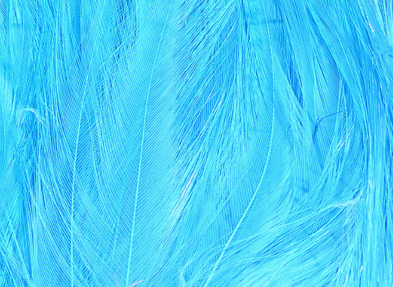 Hareline Saltwater Neck Hackle Fl Blue