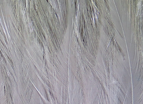 Hareline Saltwater Neck Hackle Grey