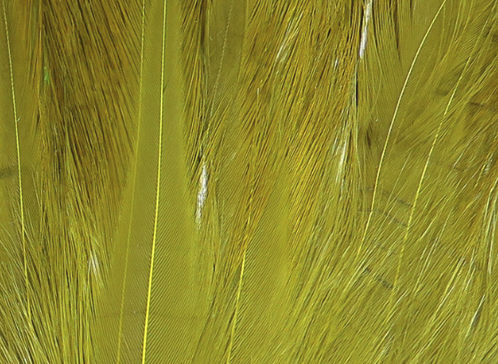 Hareline Saltwater Neck Hackle Olive