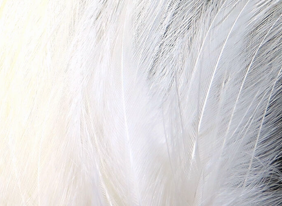 Hareline Saltwater Neck Hackle White