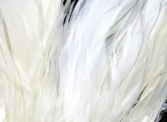 Hareline Schlappen 5"-7" White