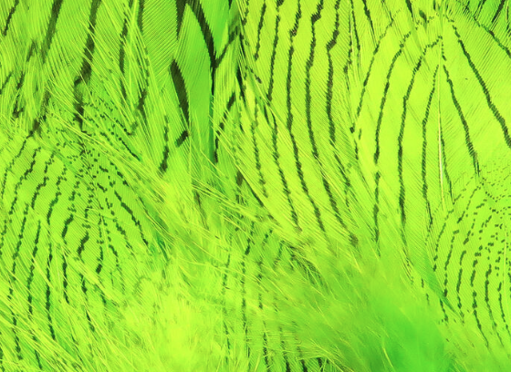 Hareline Silver Pheasant Body Feathers Chartreuse