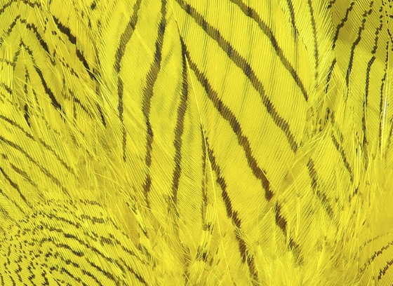 Hareline Silver Pheasant Body Feathers Yellow