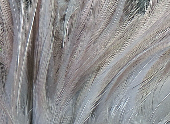 Hareline Saddle Hackle Grey