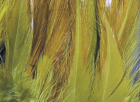 Hareline Saddle Hackle Olive