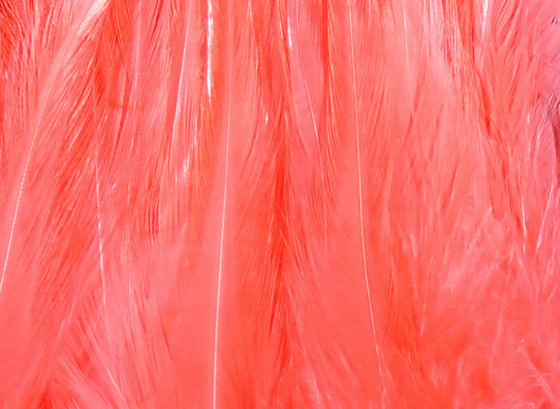 Hareline Saddle Hackle Shrimp