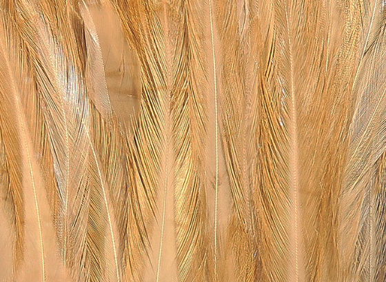 Hareline Saddle Hackle Tan