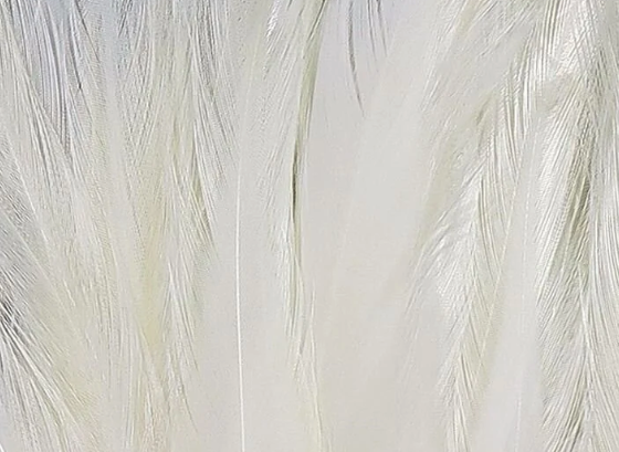 Hareline Saddle Hackle White