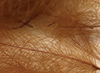 Hareline Super Select CDC Feathers Dark Brown