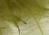 Hareline Super Select CDC Feathers Medium Olive