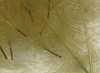 Hareline Super Select CDC Feathers Sand
