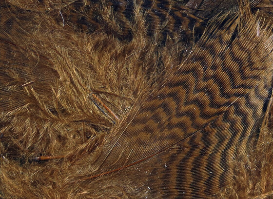 Hareline Teal Flank Feathers Brown