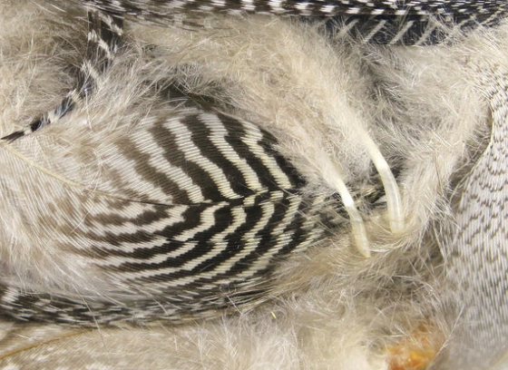 Hareline Teal Flank Feathers Natural