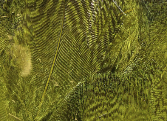 Hareline Teal Flank Feathers Olive