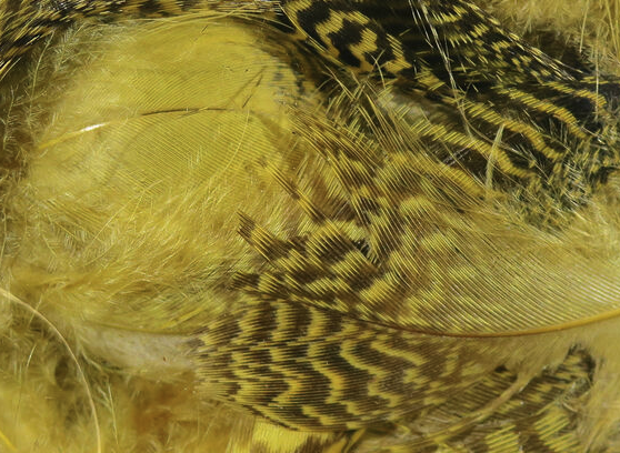 Hareline Teal Flank Feathers Woodduck Gold