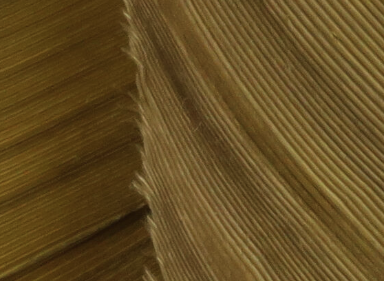 Hareline Turkey Biot Quills BWO