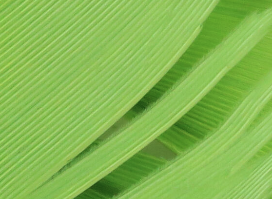 Hareline Turkey Biot Quills Caddis Green