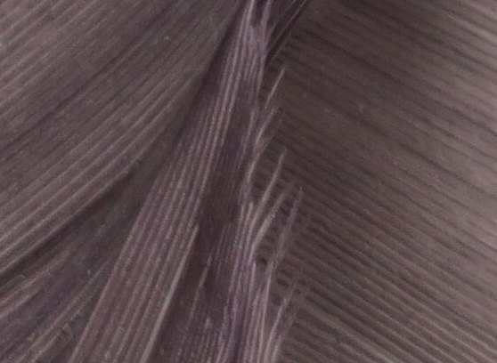 Hareline Turkey Biot Quills Grey