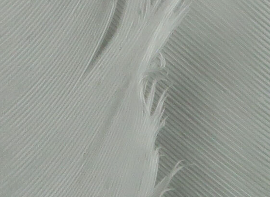 Hareline Turkey Biot Quills Grey Olive